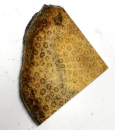 Slab Fossil Coral